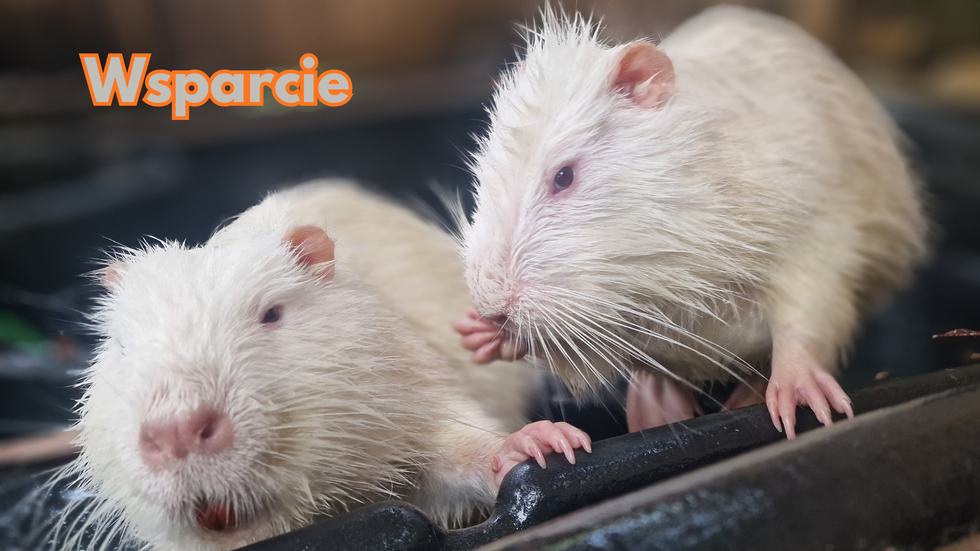 Wsparcie dla Nutriowiska, Fundacja Łapa i Las